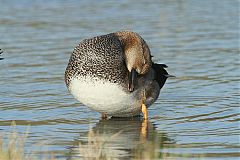 Gadwall