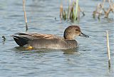 Gadwall