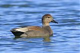 Gadwall