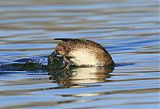 Gadwall