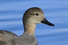 Gadwall