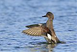 Gadwall