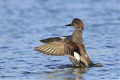 Gadwall