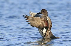 Gadwall