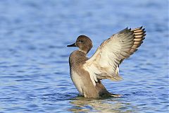 Gadwall