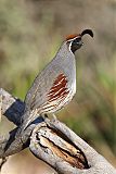 Gambel's Quail