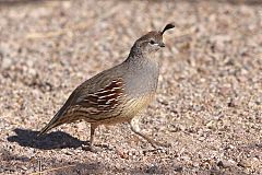 Gambel's Quail