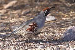 Gambel's Quail