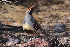 Gambel's Quail