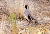 Gambel's Quail