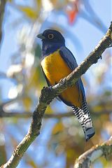 Gartered Trogon