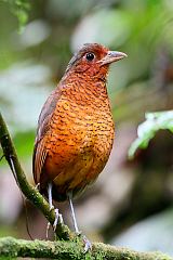 Giant Antpitta