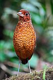 Giant Antpitta