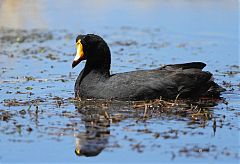 Giant Coot