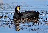 Giant Coot