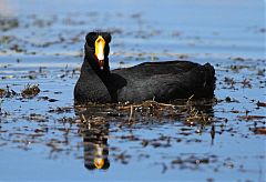 Giant Coot