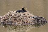 Giant Coot