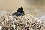 Giant Coot