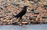 Giant Cowbird