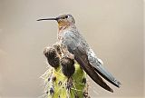 Giant Hummingbird