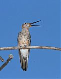 Giant Hummingbird