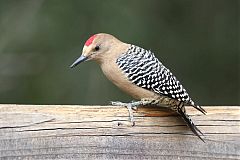 Gila Woodpecker