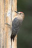 Gila Woodpecker