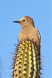 Gila Woodpecker