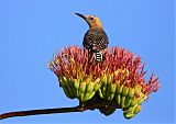 Gila Woodpecker