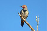 Gilded Flicker