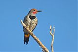 Gilded Flicker