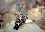 Gilded Flicker