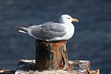 Glaucous-winged Gullborder=