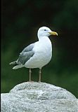 Glaucous-winged Gullborder=