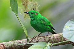 Glistening-green Tanager