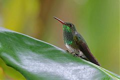 Glittering-throated Emerald