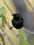 Glossy Flowerpiercer