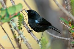 Glossy Flowerpiercer