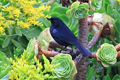 Glossy Flowerpiercer