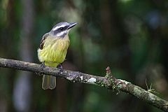 Golden-bellied Flycatcher