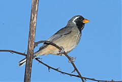 Golden-billed Saltator