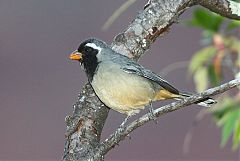 Golden-billed Saltator