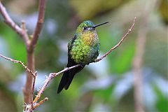 Golden-breasted Puffleg