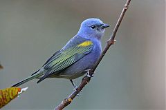 Golden-chevroned Tanager