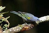 Golden-chevroned Tanager