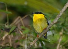 Golden-collared Manakin