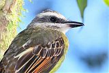 Golden-crowned Flycatcher