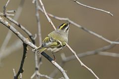 Golden-crowned Kinglet