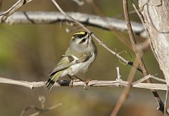 Golden-crowned Kinglet