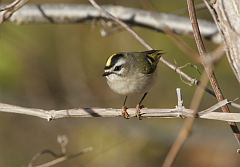 Golden-crowned Kinglet